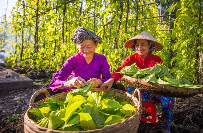 Huyện Vị Thủy ở Hậu Giang có làng trồng trầu lá nổi tiếng. Nghề trồng trầu được người dân địa phương gìn giữ và lưu truyền bấy lâu nay, được tỉnh công nhận nghề truyền thống. Lá trầu Vị Thủy được thương lái thu mua và đem đi tiêu thụ ở các tỉnh Đồng bằng sông Cửu Long, sang cả một số nước châu Á.