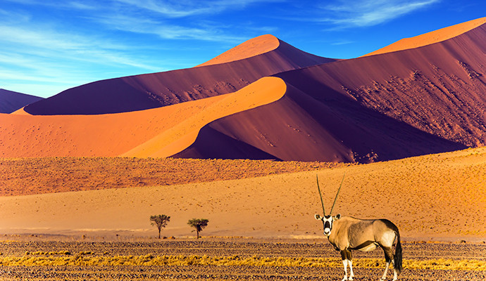 Khi đến sa mạc Namib, du khách có thể nhìn thấy những cây keo lạc đà (acacia erioloba), lan thiên tuế (welwitschia mirabilis) hay những con báo, đà điểm, linh dương sừng kiếm, voi...