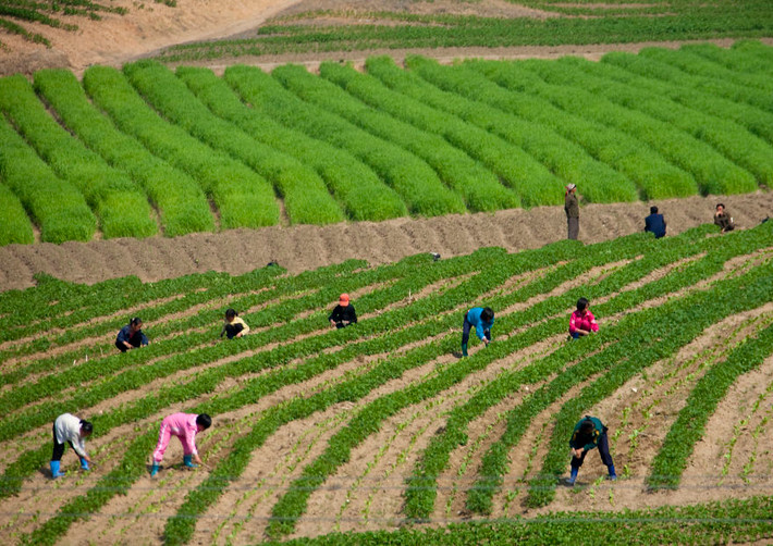 Nông dân làm việc cần mẫn trên cánh đồng.