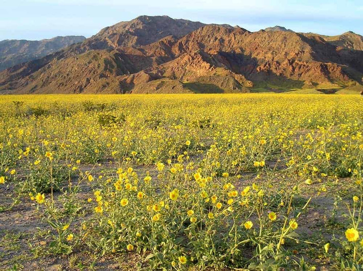 Trái với tên gọi, thung lũng Chết Death Valley vào mùa Xuân như trở thành vùng đất khác khi các loài hoa dại đồng loạt khoe sắc.