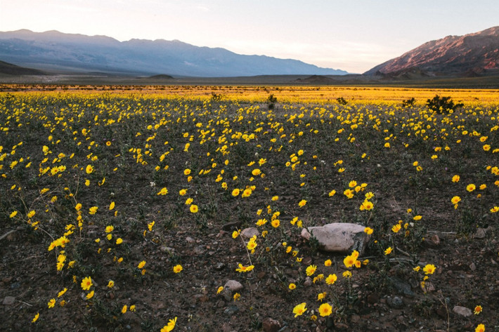 Khi ấy, thung lũng Chết Death Valley thu hút du khách với những "thảm hoa" màu vàng, tím, hồng, trắng...