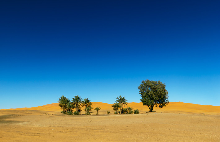 Ít ai biết rằng, trước khi trở thành "vùng đất chết" như hiện nay, sa mạc Sahara vào hơn 2,5 triệu năm trước từng là vùng đất sinh sống của nhiều loại động vật, thực vật.