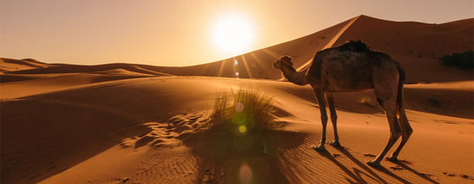 Sa mạc Sahara là nơi sinh sống của khoảng 2,5 triệu người. Hầu hết họ theo lối sống du mục và có những đàn cừu, dê, lạc đà.