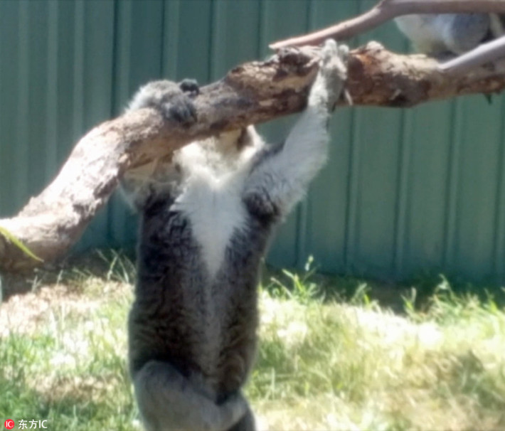 Thua cuộc, gấu koala nâu tụt xuống đất, bỏ đi, không thèm ngồi chung cành với người bạn hung hăng của mình. (Nguồn Sina)