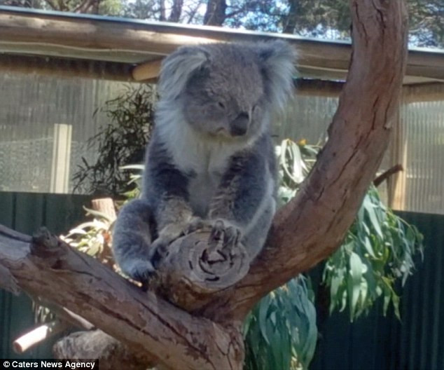 Về phần gấu koala chiến thắng, sau khi lấy được vị trí ngồi của mình, nó cũng không mấy vui vẻ, có lẽ vẫn đang giận dỗi với hành động tranh cướp của bạn mình. (Nguồn Sina)