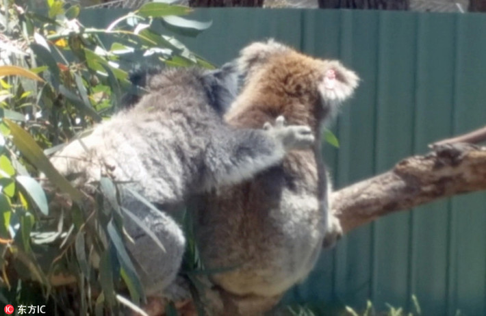 Tại công viên bảo tồn động vật hoang dã Moonlit Sanctuary, Pearcedale, bang Victoria, Australia, hai chú gấu koala đáng yêu đã khiến nhiều du khách thích thú với màn đại chiến giành chỗ tắm nắng của mình. (Nguồn Sina)