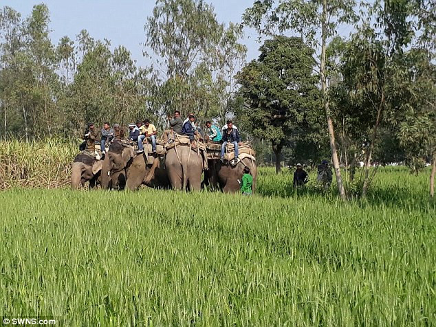 Không thể giương mắt nhìn những người dân bị hổ dữ săn giết thêm nữa, thanh niên làng Piparia Karam đã quyết định thành lập một đội ngũ chuyên săn lùng tung tích và bắt sống con hổ dữ. (Nguồn Sina)