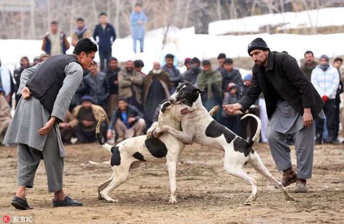 Tại thủ đô Kabul của Afghanistan, hoạt động chọi chó đẫm máu đã được tổ chức rầm rộ trở lại, thu hút sự chú ý của rất nhiều người dân địa phương và khu vực. (Nguồn Sina)