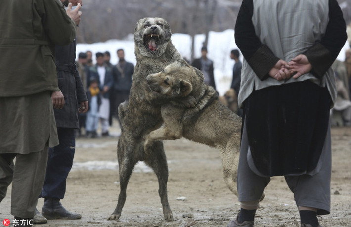 Những trận chọi chó ở đây không giống như những trận chọi chó ở Kyrgyzstan nhằm tìm ra giống chó tốt nhất để lai tạo với với giống chó chăn cừu Trung Á Asian Shepherd. (Nguồn Sina)