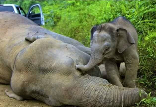 Mẹ bị bọn săn trộm giết để lấy ngà, voi con đau đớn kêu khóc không chịu rời xa. Nó cố gắng dùng vòi để mở mắt mẹ, mong một điều kỳ diệu sẽ xảy ra. (Nguồn Brilio)