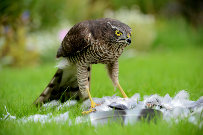 Chim cắt hỏa mai có tên tiếng Anh là Sparrowhawks, tên khoa học là Accipiter nisus, là một loài chim trong họ Ưng. (Ảnh: Saveoursidmouth)