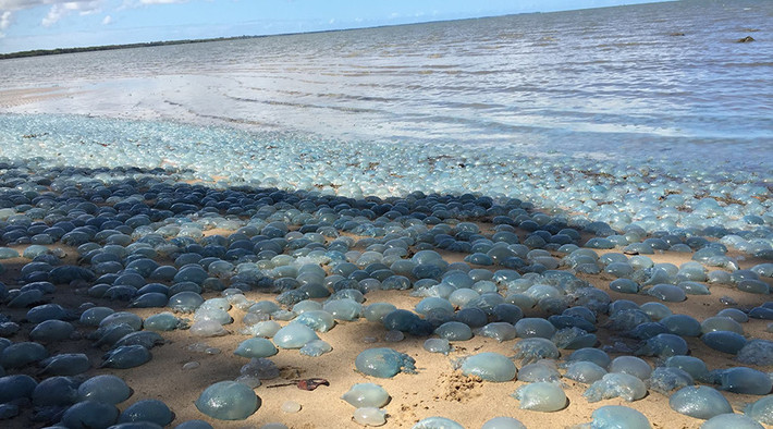 Mới đây, người dân địa phương và các chuyên gia hải dương học ở vịnh Deception, Queensland, Australia được phen kinh ngạc khi chứng kiến hàng ngàn con sứa mỡ màu xanh dạt vào bờ và nằm phơi nắng trên nền cát, trông giống hệt những quả bong bóng màu xanh nước biển. (Ảnh: Charlotte Lawson)