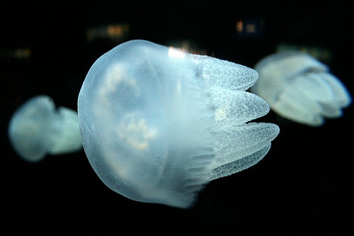 Sứa mỡ màu xanh, tên tiếng Anh là Blue Blubber Jellyfish, tên khoa học là Catostylus mosaicus, là một loài sứa phổ biến, sở hữu nọc độc nhẹ, tuy không gây nguy hiểm đến tính mạng con người nhưng lại khiến nạn nhân trúng độc phải chịu sự đau đớn rất khó chịu. (Ảnh: Ocean Care Solutions)