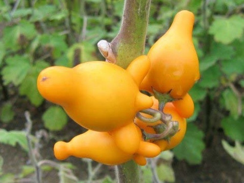 Quả vú bò. (Nguồn Sina)