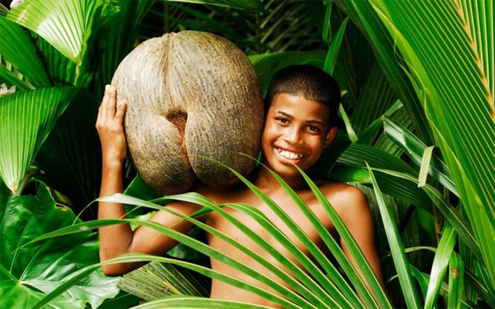 Quả Coco de mer hay còn gọi là dừa biển, dừa đôi, có hình dáng giống hệt như bờ mông của người phụ nữ. (Nguồn Sina)