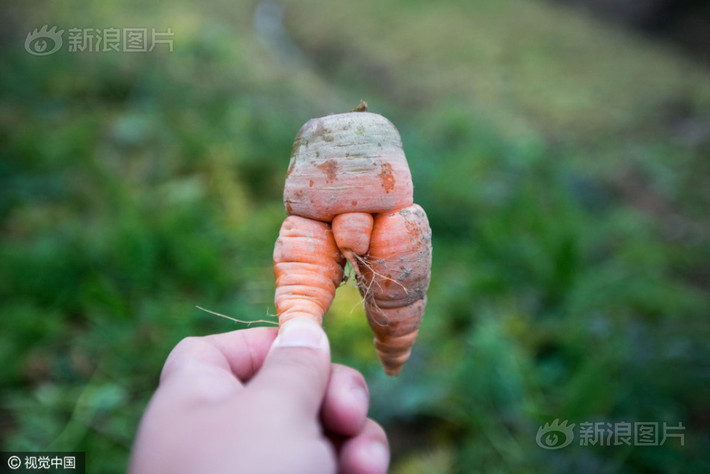 Hứa Triều Bỉnh vốn là một lão nông có thâm niên trồng trọt. Tuy nhiên ông cho biết, làm nghề đã vài chục năm nhưng chưa bao giờ ông nhìn thấy củ cà rốt có hình dạng lạ đời như thế này. (Nguồn Sina)