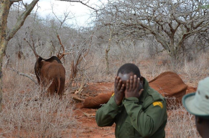 Lúc này, các nhân viên khu bảo tồn ở Kenya quyết định phải đưa voi con tội nghiệp đến trung tâm cứu hộ động vật hoang dã, tách nó ra khỏi mẹ của mình. Họ bắn thuốc mê vào voi con và đưa nó đến khu chăm sóc voi, đặt tên nó là Zongoloni. (Nguồn Dodo)
