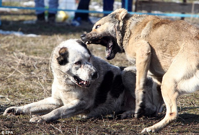 Được biết, không chỉ tổ chức chọi chó, vào năm 2011, chính quyền thủ đô Bishkek đã công bố kế hoạch bắn khoảng 10.000 con chó đi lạc, khiến dư luận quốc tế vô cùng phẫn nộ. (Ảnh: Dailymail)