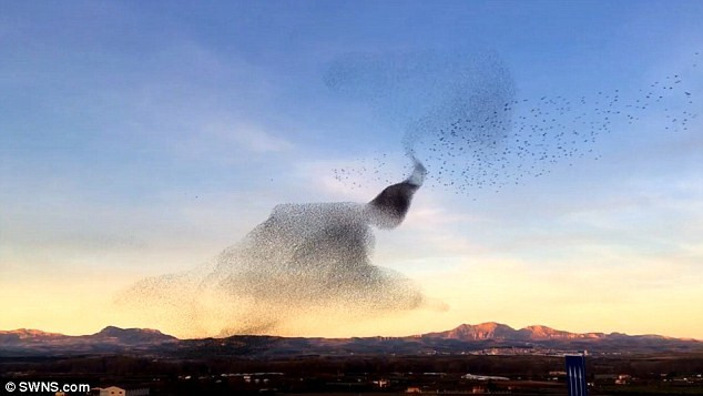 Đây được gọi là hiện tượng murmurations và mặc dù diễn ra khá nhiều lần nhưng các nhà khoa học vẫn chưa có lời giải thích thỏa đáng. (Nguồn Sina)