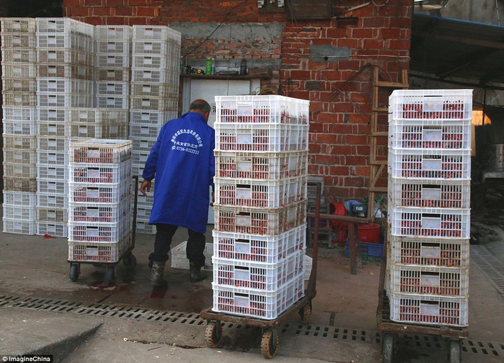 Phóng viên Li Gen cho biết mình bị sốc khi chứng kiến cảnh tượng tàn nhẫn này nhưng thực tế, việc giết hàng ngàn con vịt mỗi ngày bằng cách nhúng nước sôi vẫn diễn ra thường xuyên tại địa phương. (Nguồn Dailymail)