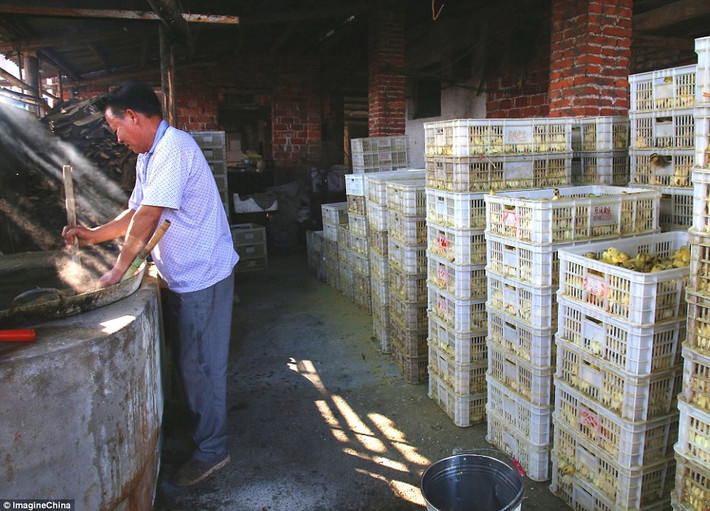 Cũng theo người này, những con vịt con bị nhúng nước sôi chủ yếu là những con vịt chưa đầy 4 ngày tuổi. (Nguồn Dailymail)