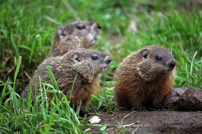 Macmot châu Mỹ hay còn gọi là sóc Macmot, tên khoa học là Marmota monax, một loài động vật có vú trong họ Sóc, bộ Gặm nhấm. Loài này cũng được gọi là sóc đất khổng lồ, theo Richard Thorington, người quản lý khoa động vật có vú tại Bảo tàng Quốc gia Smithsonian thuộc bảo tàng lịch sử tự nhiên ở Washington, DC. (Ảnh: Jon Atkinson)