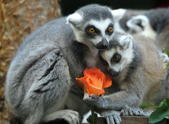 Đôi tình nhân vượn cáo tạo dáng đầy thân mật trước ống kính nhiếp ảnh gia trong ngày Valentine. (Ảnh: Metro)