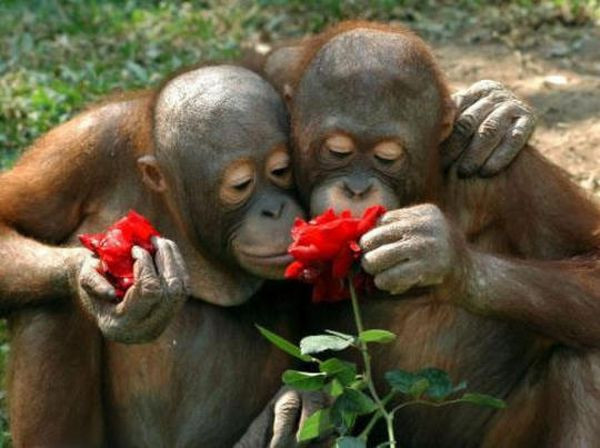 Đười ươi và phút giây lãng mạn bên bông hồng đỏ thắm ngày tình yêu. (Ảnh: Pinterest)