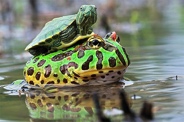 Giữa rùa và các loài động vật lưỡng cư cũng vậy, chúng khiến nhiều người ngạc nhiên bởi những tương tác rất thân thiết, gắn bó của mình. Trong ảnh là một con rùa thoải mái cưỡi lên lưng của cóc khổng lồ. (Ảnh: Inspire Fusion) Jakarta, nhiếp ảnh gia 31 tuổi Andri Priyadi ở phía bên suối để có một cảnh thú vị. Một ốc lười biếng và một con ếch, leo đồi mồi "có một chuyến đi" loại rùa mang hai con vật chậm qua một con lạch, và cuối cùng là đặt chúng ở phía cạn xuống.