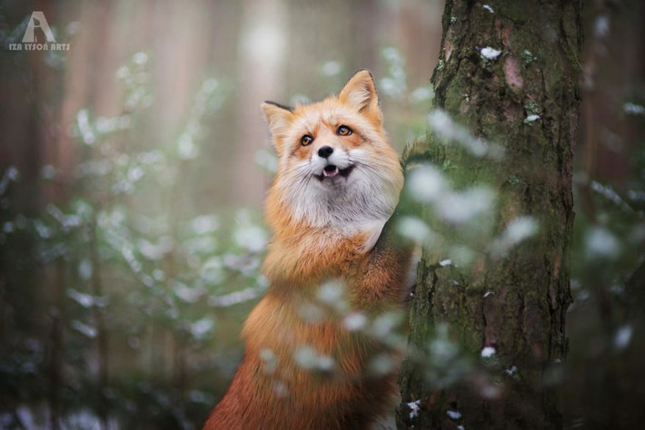 Trong ảnh là Freya đang đi dạo trong khu rừng mùa xuân. (Nguồn Bored Panda)