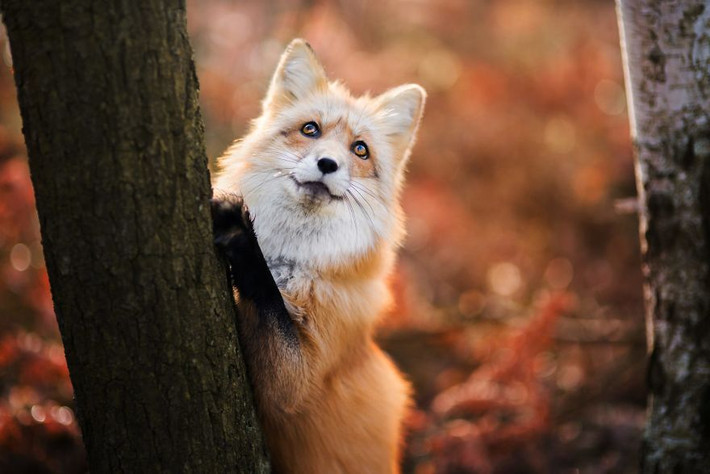 Freya tạo dáng lấy duyên trước ống kính của Iza. (Nguồn Bored Panda)