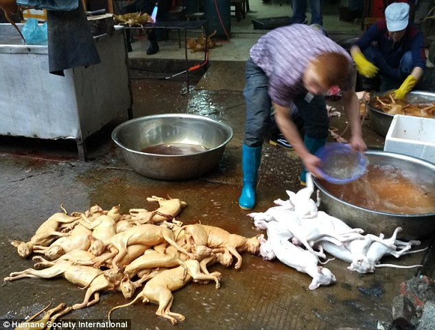 Theo thông tin đăng trên Daily Mail, chợ thịt chó ở Ngọc Lâm, giết khoảng 300 con chó và mèo làm thịt mỗi ngày, trong đó có nhiều con vật là vật nuôi bị đánh cắp.