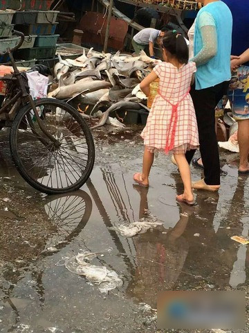 Chính quyền trả lời báo chí rằng họ đã tịch thu hàng trăm cá mập đầu búa ở hiện trường, tổng trọng lượng hơn 6 tạ. Điều tra đang được gấp rút triển khai.