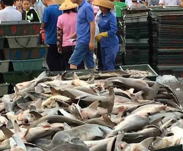 Hàng trăm con cá mập đầu búa đã chết chất thành đống và được bày bán la liệt với giá rẻ như bèo, chỉ 20 tệ (khoảng 70.000 đồng)/kg.