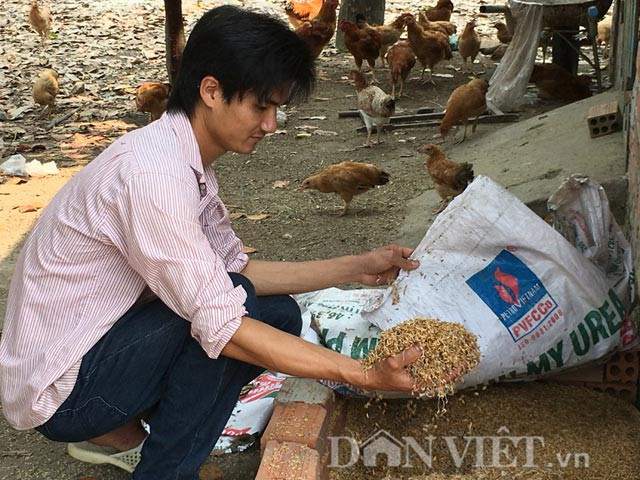 Với suy nghĩ chất lượng gà từ trang trại của mình đưa ra thị trường phải sạch, đồng thời thơm ngon hơn hẳn so với cách nuôi thả vườn nhưng cho ăn cám tổng hợp như vẫn thường thấy, anh Thuận đã đề ra khẩu phần ăn cho số gà thả nuôi của mình.