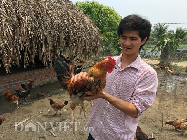 Không ít người khi biết, chứng kiến kiểu nuôi này đánh giá đó là cách nuôi gà theo kiểu "nhà giàu". Thế nhưng theo anh Thuận tuy chi phí cao, thời gian nuôi cũng lâu hơn từ 5-6 tháng mới xuất chuồng và lợi nhuận ước chỉ 10% nếu so với cách thả vườn nhưng cho ăn bột cám tổng hợp (3-4 tháng xuất chuồng và lợi nhuận 20-30%). Tuy nhiên, bù lại thì chất lượng thịt gà thơm ngon, dai hơn hẳn.
