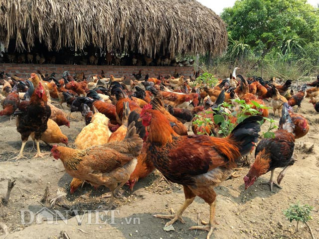Số lượng gà nuôi lên đến 6000 con, với thức ăn hàng ngày không chỉ là rau, bèo... mà còn có lúa ủ mầm và giá đỗ xanh. Vì vậy nhiều người ví gọi trang trại gà sạch của anh Thuận (Quảng Ngãi) là nuôi theo kiểu "nhà giàu".