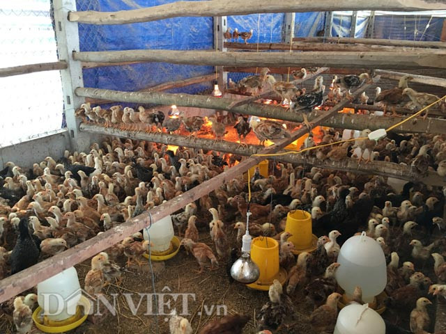 Theo đó sau khi gà giống nhập về (1 ngày tuổi) và nuôi bằng thức ăn tinh như bột cám, gạo...đến lúc 21 ngày tuổi thì bắt đầu thả tự do trong vườn. Và trong khẩu phần thức ăn hàng ngày, bên cạnh rau muống, bèo, lúa mầm... anh Thuận còn ủ đỗ xanh làm giá và băm nhỏ trộn cho gà. Ảnh: Khu vực gà giống vừa nhập về.