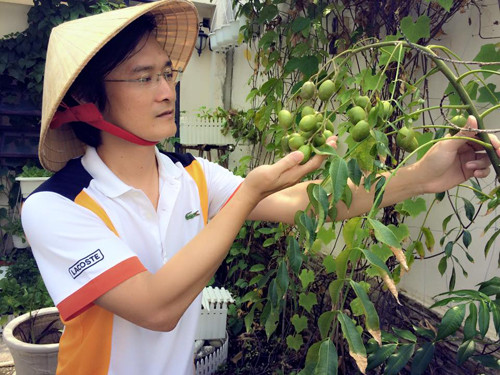 Nhạc sĩ còn trồng cả cây cóc Thái vì vợ hay thèm chua.