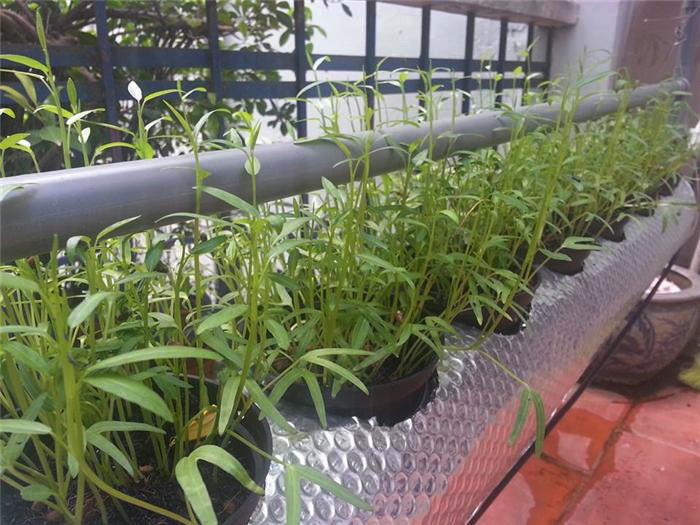 Các loại rau quen thuộc trong bữa ăn hàng ngày như mồng tơi, rau muống, rau dền, cải xoong,… được trồng theo từng tầng riêng biệt và khoa học. Tuy quy mô nhỏ nhưng vườn rau này chính là niềm vui thư giãn sau những ngày mệt nhọc của vợ chồng nữ diễn viên xinh đẹp.
