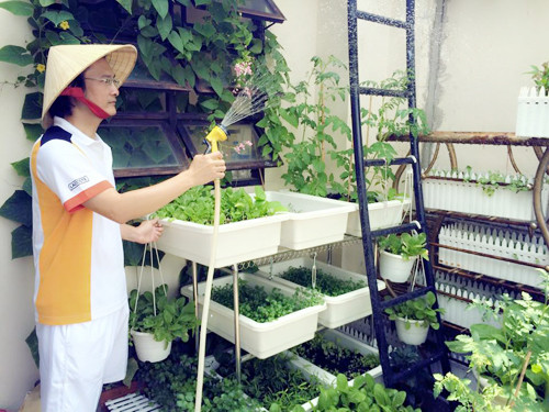 Khu vườn được bài trí gọn gàng, khoa học với các chậu rau, giàn mướp phát triển khá tốt.