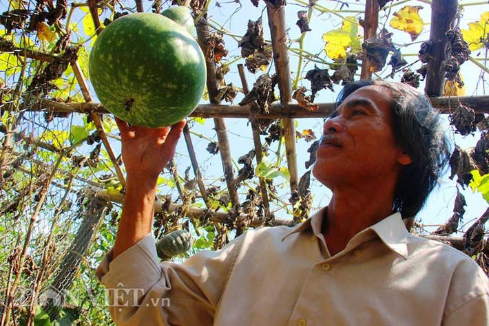 Trước khi bầu leo giàn, ông Lam luôn đảm bảo gốc được bảo vệ tốt nhất, tránh bị dập gẫy do tác động từ bên ngoài và cắt bỏ các nhánh mọc quanh gốc để cây phát triển nhanh.