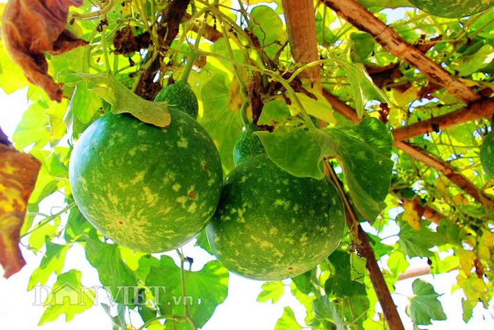 Vì có hình thù bắt mắt nên bầu hồ lô già sẽ được phơi khô, phủ sơn chống mối mọt và dùng để trang trí trong nhà tượng trưng cho sự trường thọ, có ý nghĩa phong thủy.