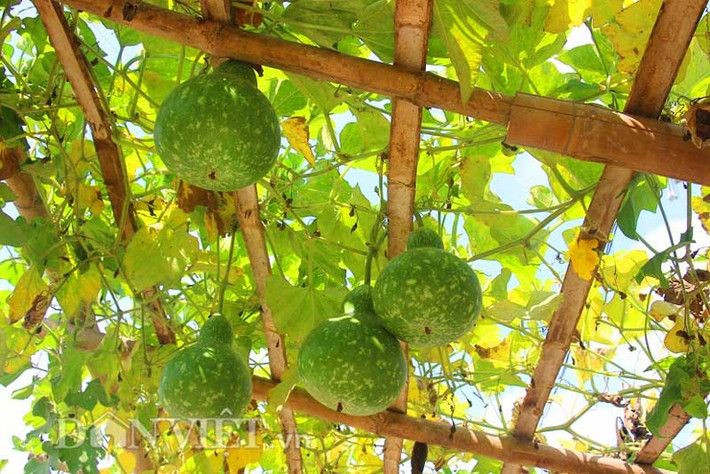 Giàn để bầu leo được xây dựng từ những thanh tre kiên cố. Nhờ vậy, mỗi cây bầu đạt khoảng 50 trái/chu kỳ có chỗ tựa.