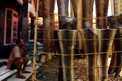 Sau khi lột, da trăn được đem phơi khô.