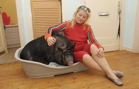 Khi trưởng thành, trọng lượng của những con lợn ỉ có thể lên đến 130kg, chúng “ngốn” thức ăn khủng khiếp.