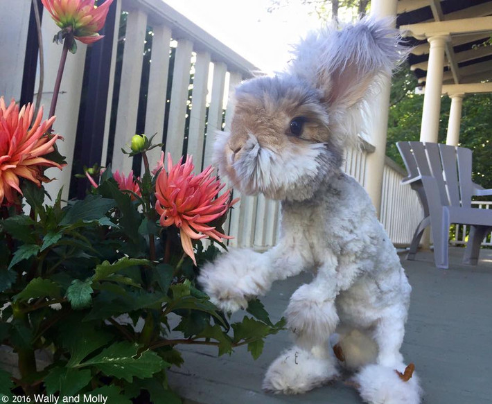 Cả Wally và Suki đều thuộc giống thỏ Angora của Anh, là một trong những loài thỏ dễ thương nhất thế giới với bộ lông dài, mềm mịn như cục bông.
