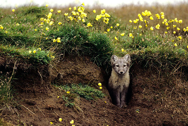 Theo Brian Person, một nhà sinh học chuyên về động vật hoang dã thuộc North Slope Borough ở Barrow, Alaska, loài cáo tuyết Bắc cực không chỉ vô cùng dễ thương mà còn là những tay làm vườn cừ khôi.