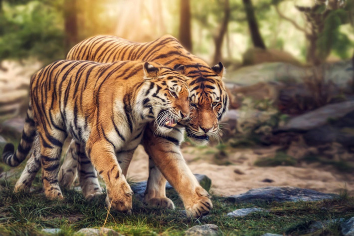 Hổ vằn là một trong những loài động vật yêu mãnh liệt nhất, chúng không ngần ngại thể hiện tình cảm dành cho nhau một cách công khai, lãng mạn. (Nguồn Bored Panda)