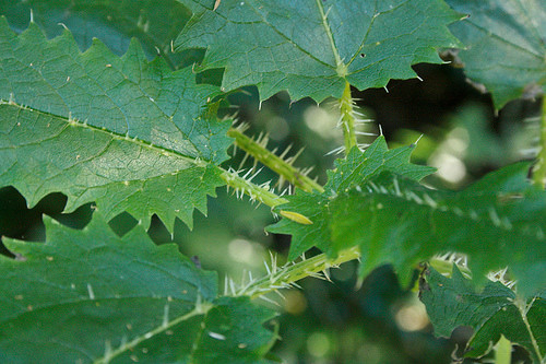 Mặc dù cây tầm ma Urtica ferox thực sự là một loại cây bụi độc hại, nó cũng đóng một phần quan trọng trong sự phát triển của một loài bướm địa phương, cụ thể là những con bướm đô đốc đỏ (Vanessa gonerilla). Lá của cây tầm ma Urtica ferox là thức ăn ưa thích và cung cấp sự bảo vệ cho ấu trùng bướm đô đốc đỏ.
